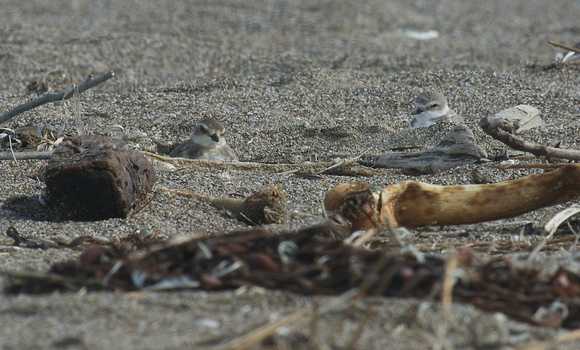 Sand and Snowy Plovers in hiding
