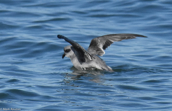 fork-tailed storm-petrel