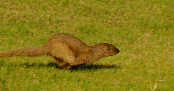 indian mongoose