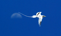 White-tailed Tropicbird flies over the moon