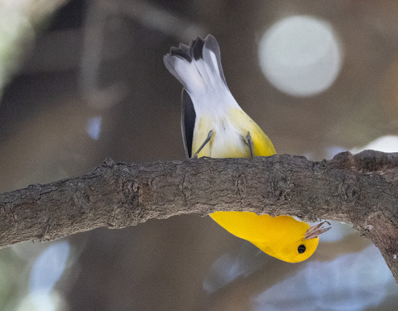 Prothonotary Warbler-male