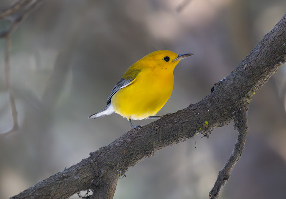 Prothonotary Warbler-male