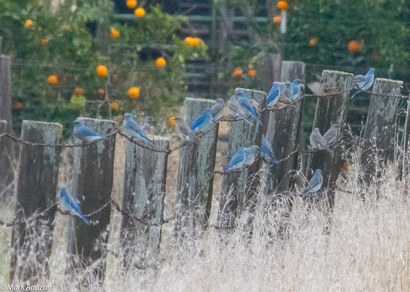 Mountain Bluebird-males