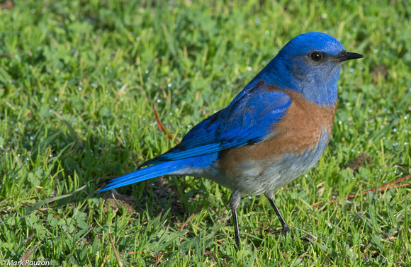 Western Bluebird- male