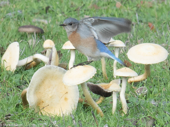 Western Bluebird-female- on mushroom