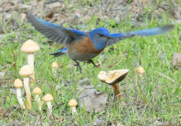Western Bluebird- male