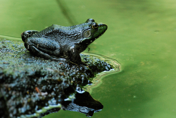 Bull Frog with mosquitoes