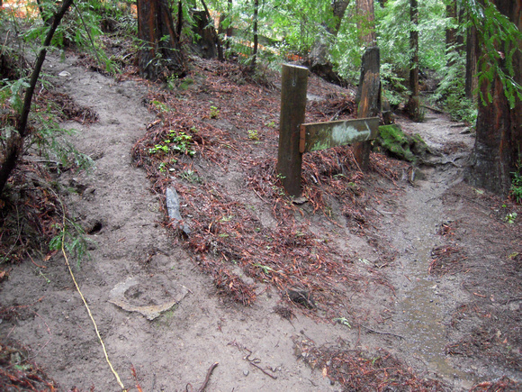 Redwood  erosion