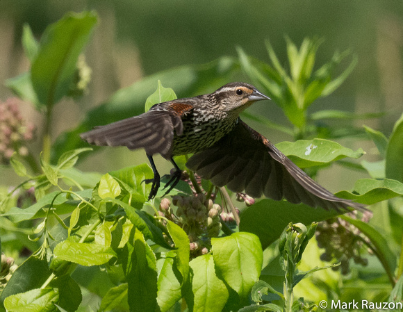 Red-winged Blackbird (f)