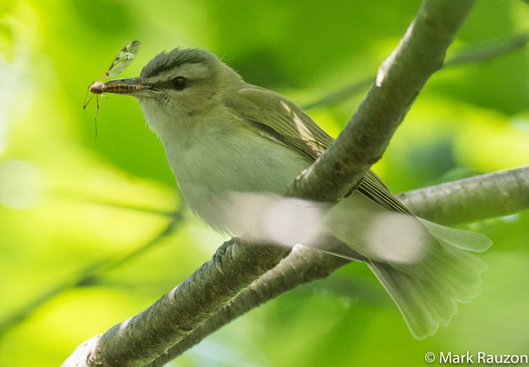 red-eyed vireo and crane fly