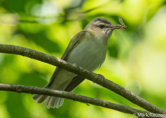Red-eyed Vireo and crane fly