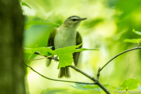 fledgling red-eyed vireo