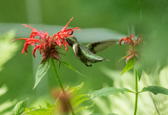 R. T hummingbird