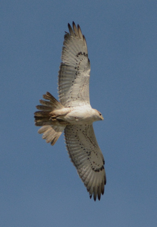 Ferruginous Hawk-juvenile