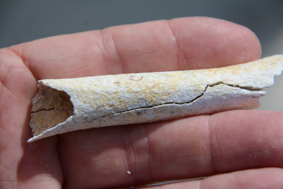 possible Human bone