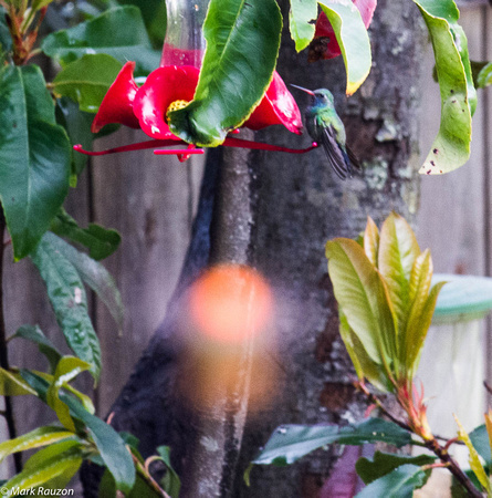 Allen's hummingbird photobombs Broad-billed Hummer at feeder
