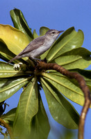 Christmas Island Warbler