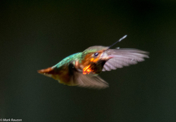 Allen's hummingbird catching gnat