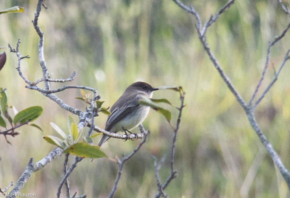 first sighting of Eastern Phoebe
