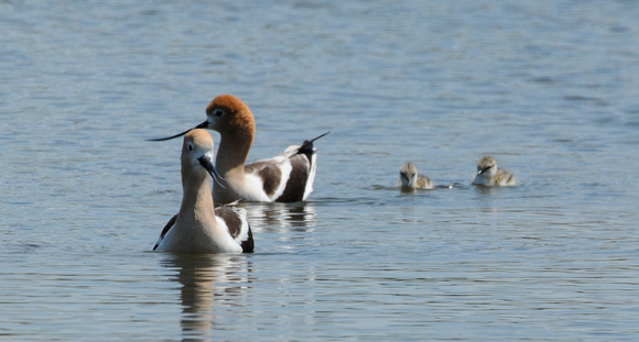Avocet parents swimming with chicks