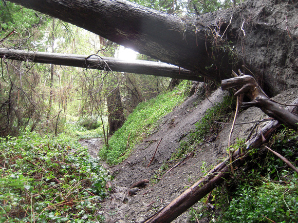 fallen trees on palo seco trail