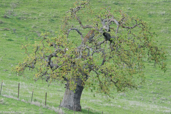 ancient oak