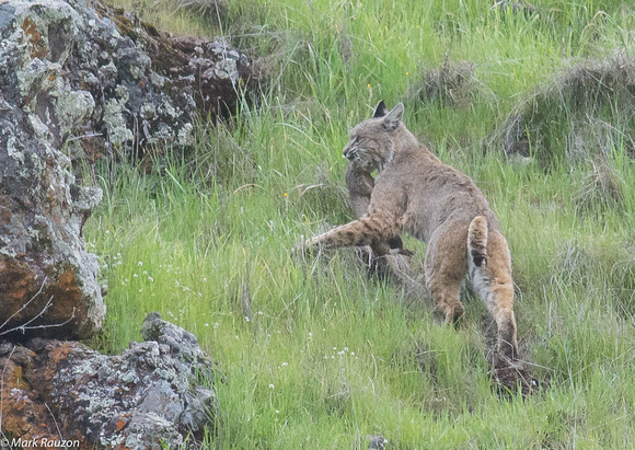 Bobcat  with ground squirrel prey