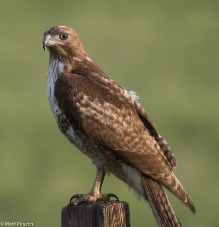 Red-tailed Hawk- immature