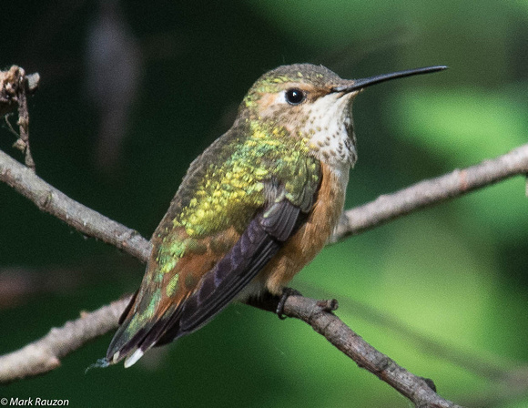 Allen's hummingbird - female