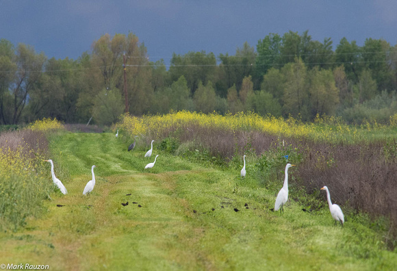 egrets on the swale of Yolo Bypass Wetland