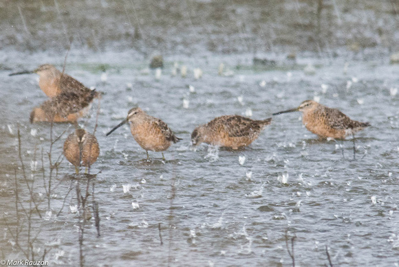 long-billed dowitchers in downpour
