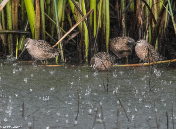 long-billed dowitcher in downpour