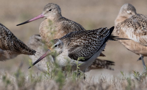Bar-tailed and Marbled Godwits