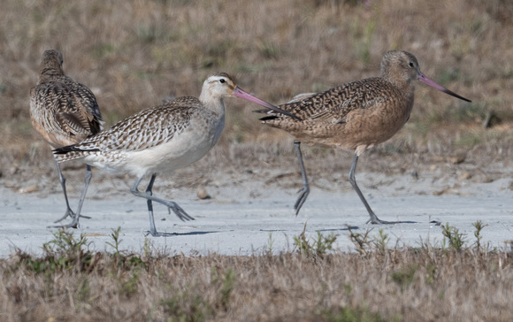 Bar-tailed and Marbled Godwits
