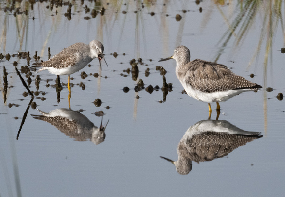 lesser and greater yellowlegs
