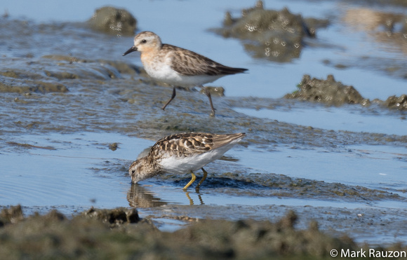 Red-necked Stint and Least Sandpipr