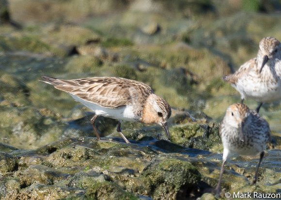 Red-necked Stint and Western sandpipers