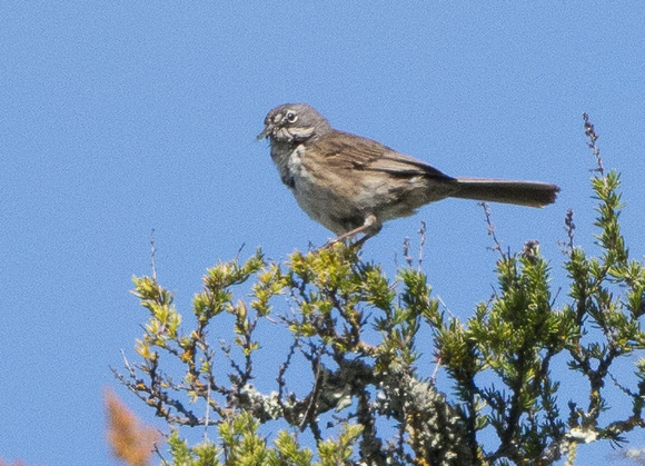 Bell' Sparrow