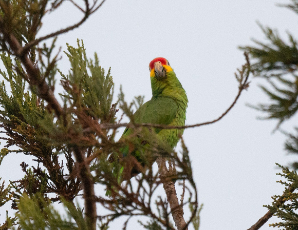 RED-LORED PARROT
