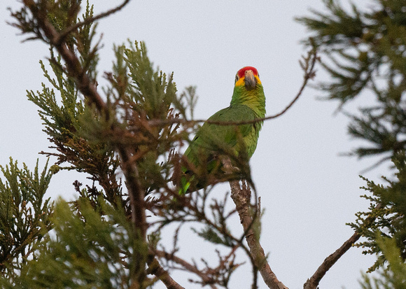 RED-LORED PARROT