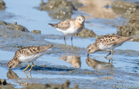 Red-necked Stint and Least Sandpipers
