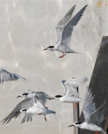 common tern (top) and Forster's terns