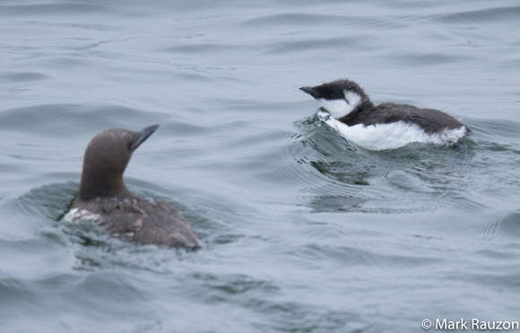 Coomon Murre and chick