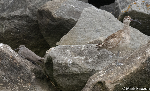 Taller and Whimbrel