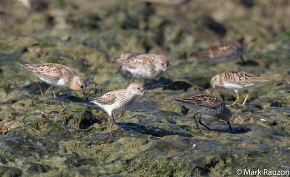 Red-necks stint, western and least sandpipers