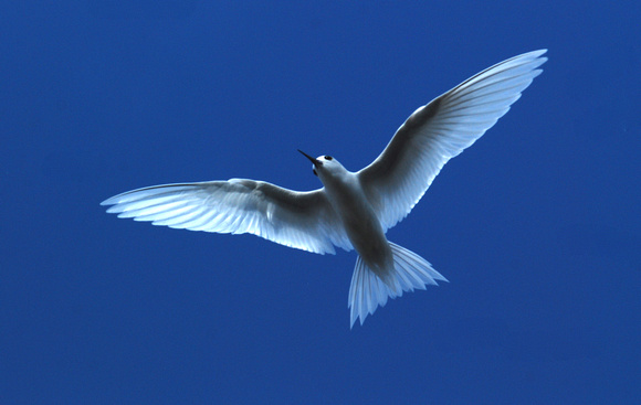white tern at mid-day