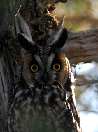 Long-eared Owl c/u