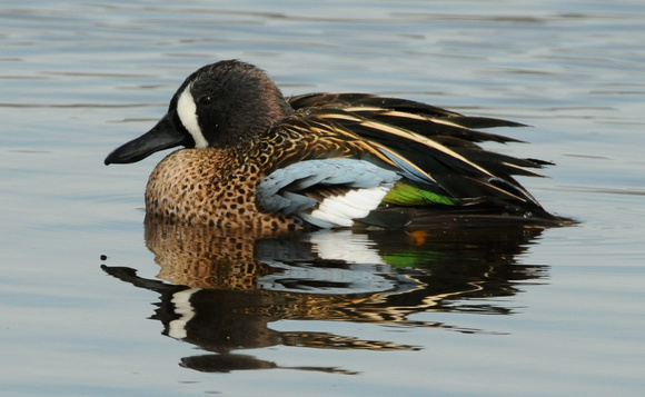 Blue-winged teal