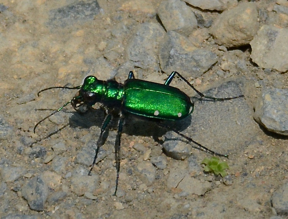 6 spotted Emerald Tiger Beetle