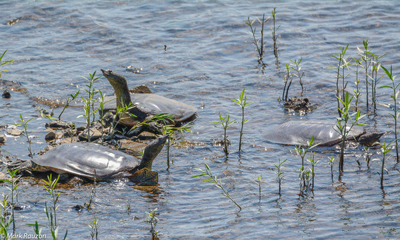 Eastern Spiny Softshell Turtles